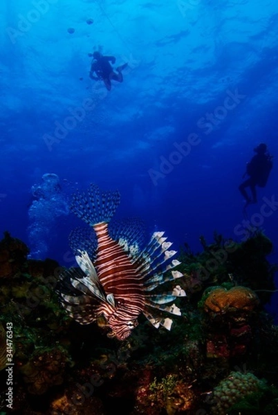 Obraz scuba diver and lionfish