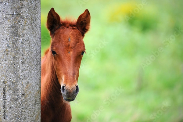 Obraz A curious red foal peeks out from behind the wall.