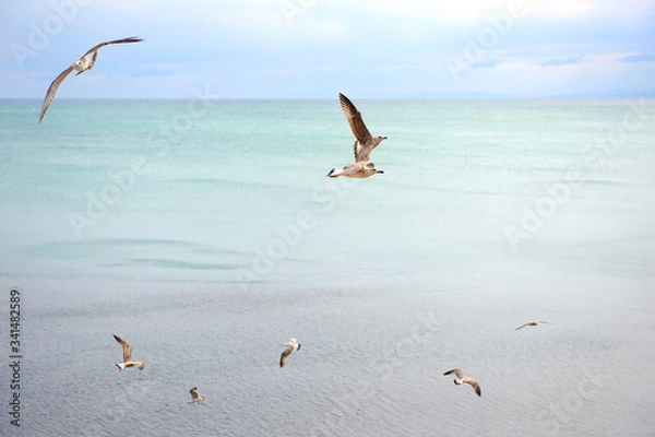 Obraz A flock of seagulls flies over the sea in windy weather.