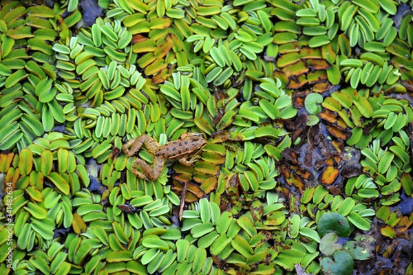 Obraz a frog on the swamp grass