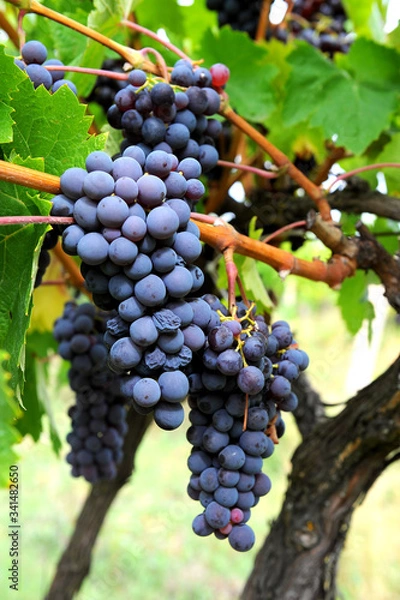 Obraz red grapes on vine
