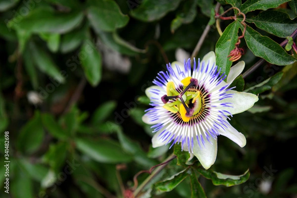 Obraz blossom of passion fruit