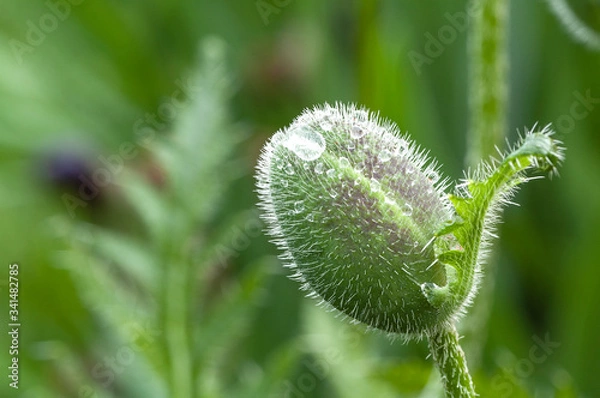 Obraz A poppy Bud after a rain in the garden.