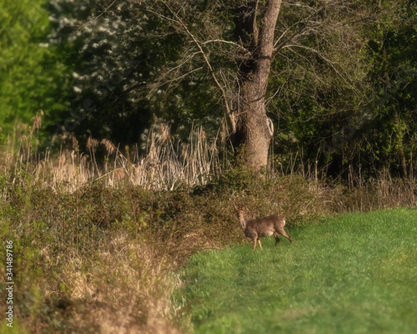 Obraz Roe deer in morning sunlight in meadow near bushes.