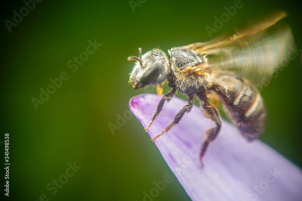Fototapeta The little bee is looking for pollen on the blooming lotus flowers when the sun shines in the morning.