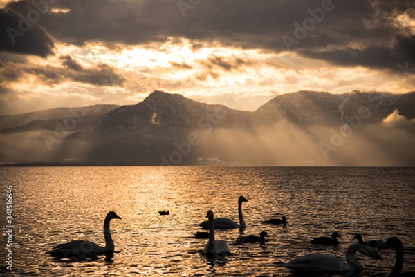 Obraz 北海道屈斜路湖にいる白鳥のシルエット