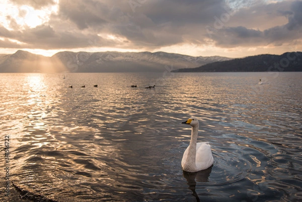 Obraz 屈斜路湖で越冬する白鳥
