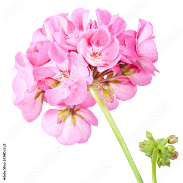 Obraz Rose geranium izolowane na białym tle
