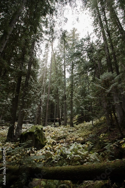 Fototapeta Autumn snow in a forest