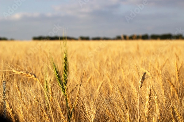 Obraz Texas Wheat Field