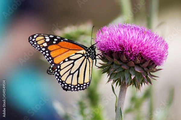 Fototapeta Monarch on Thistle