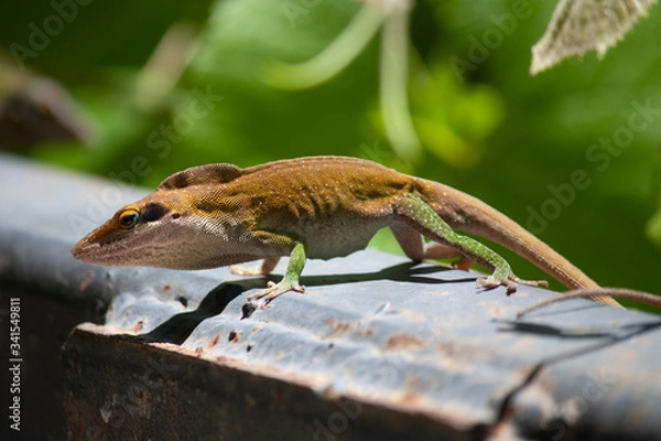 Fototapeta Anolis carolinensis