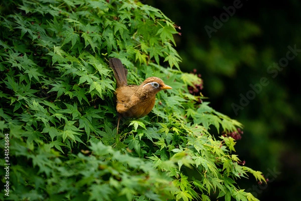 Obraz ガビチョウ