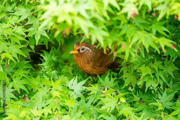 Obraz ガビチョウ