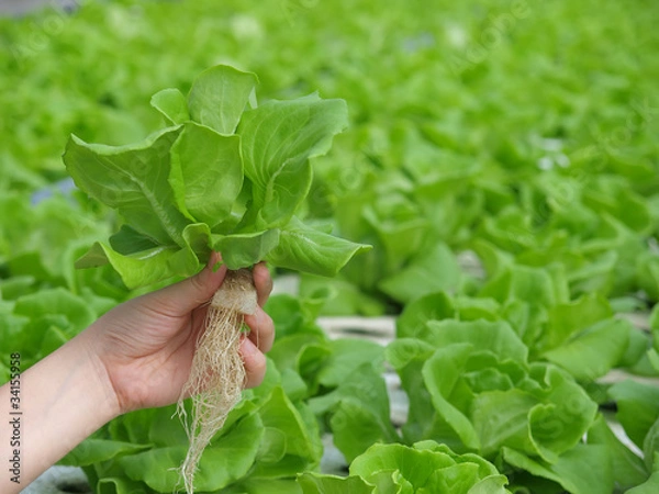 Obraz hydrophonic plantation