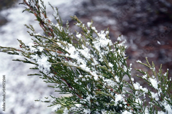 Fototapeta Freshly fallen snow stuck on a coniferous green branch in spring in focus