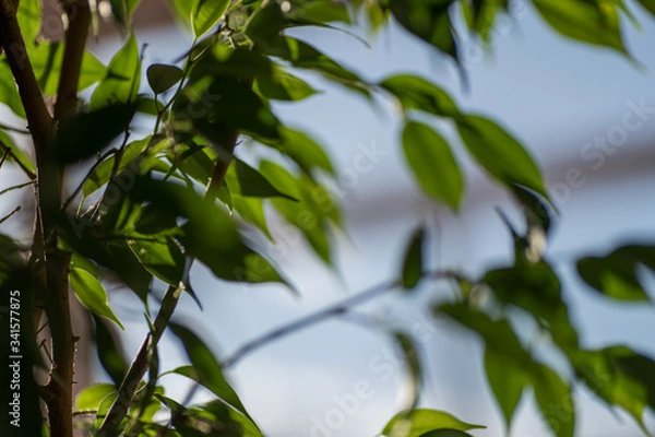 Fototapeta Green ficus leaves against the sky, macro, bokeh