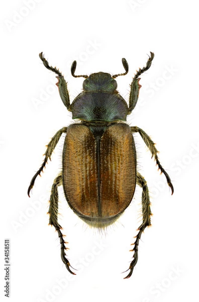 Obraz Phyllopertha horticola