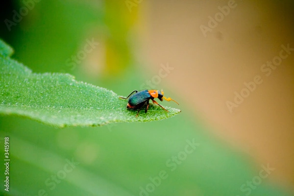 Fototapeta small beetle