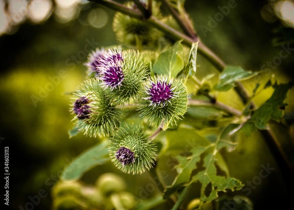 Fototapeta Kwiaty ostu na łące