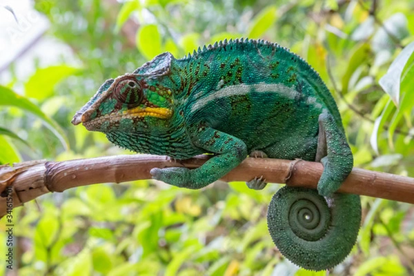 Fototapeta A chameleon in close-up in a national park on Madagascar
