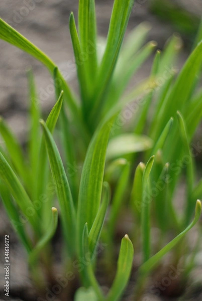 Fototapeta close up of a green grass