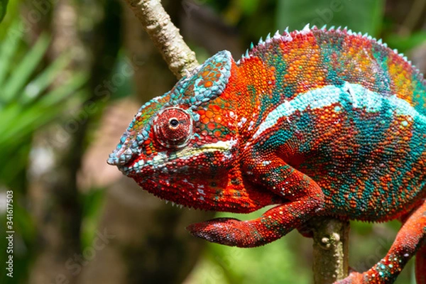 Fototapeta Colorful chameleon on a branch in a national park on the island of Madagascar