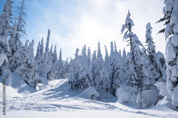 Obraz Snowy trail in pine tree forest