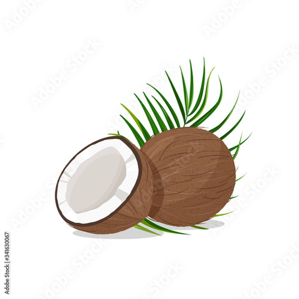 Fototapeta Fresh whole and a half coconut with green leaf. Realistic vector illustration isolated on white background.