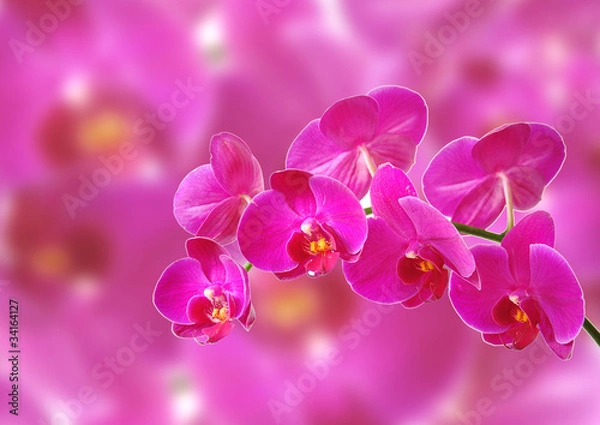 Obraz Pink orchid