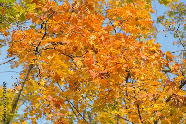 Obraz Close-up of dry bright leaves in the autumn.