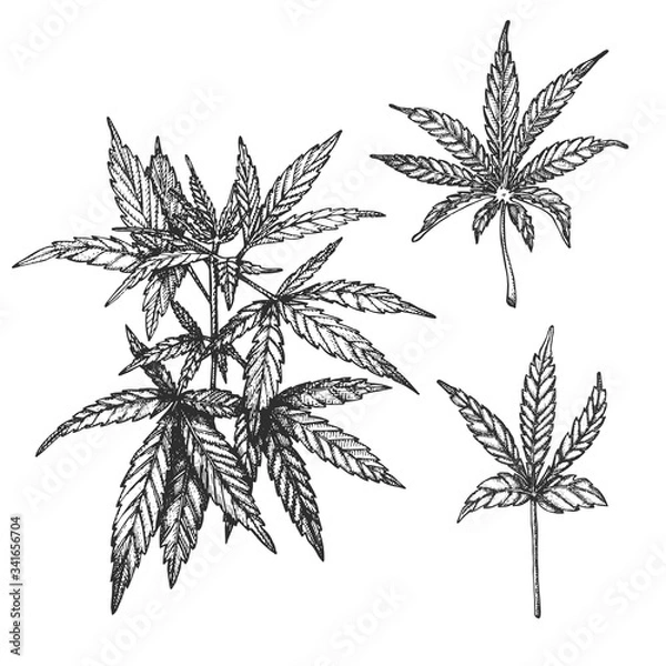 Obraz Vector ink set with cannabis