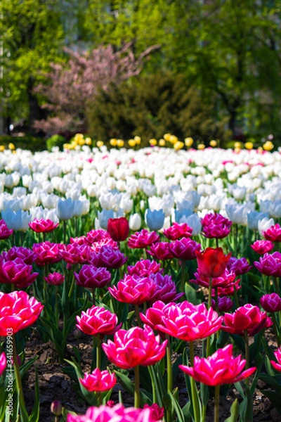 Fototapeta Весняні квіти в місті ужгород