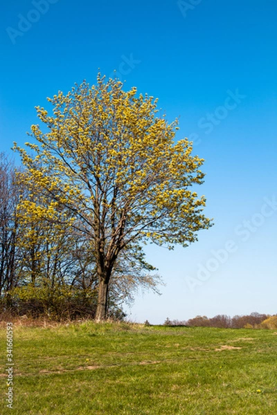 Obraz łąka 3