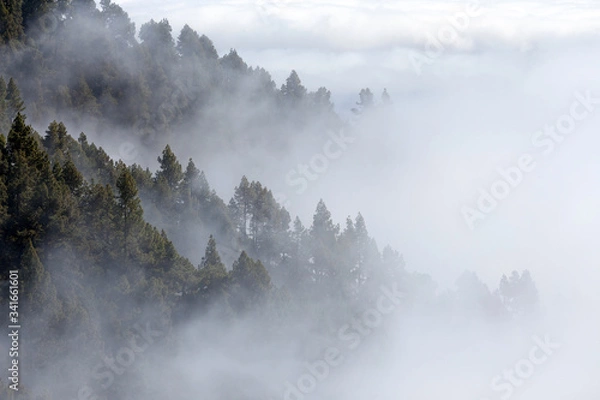 Obraz Foret de conifères à travers la brume
