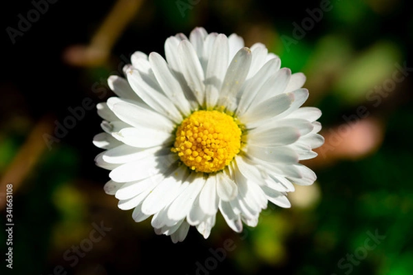 Obraz beautiful daisy in nature on grass