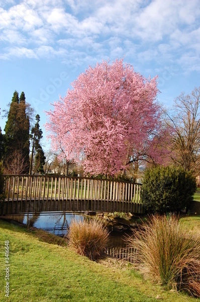 Obraz cherry blossoms