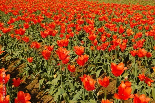 Obraz red tulips