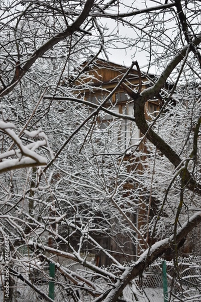 Fototapeta snow covered tree