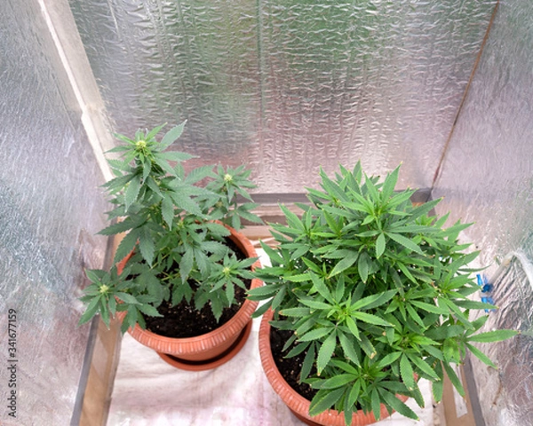 Fototapeta two bushes of marijuana in pots in a grow box grow at home