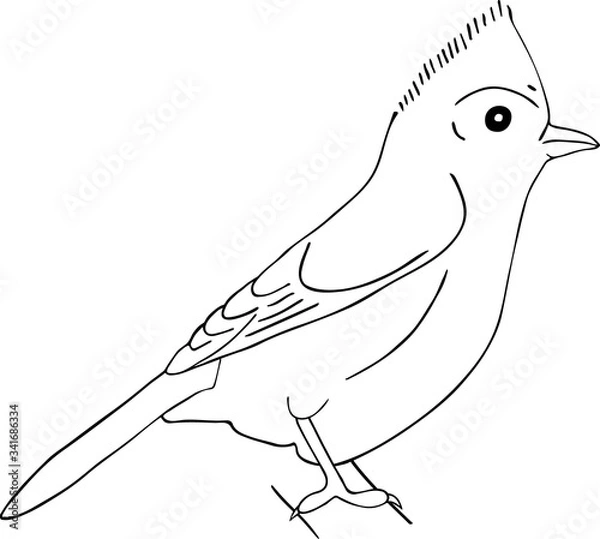 Fototapeta Hand drawn sketch of tufted titmouse isolated on white background.
Vector hand drawn style illustration for posters, decoration and print. 