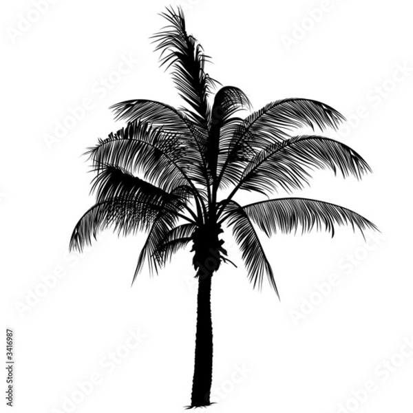 Fototapeta palm tree silhouette 2