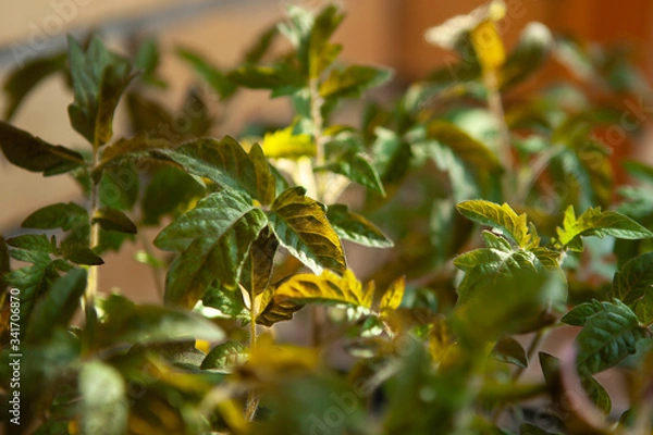 Fototapeta green leaves of tomato sprouts, macro on blurry bokeh background
