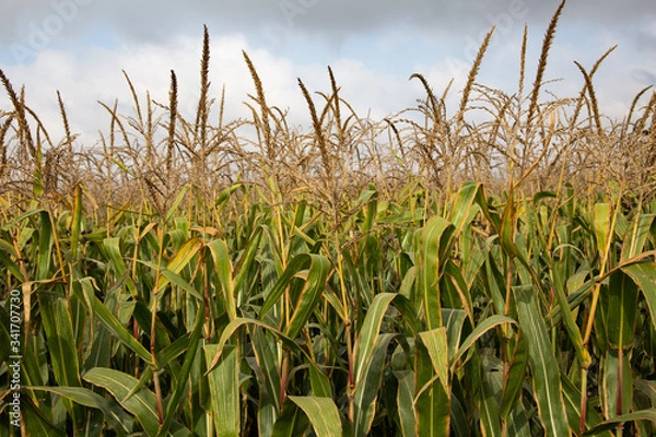 Obraz Campo de trigo