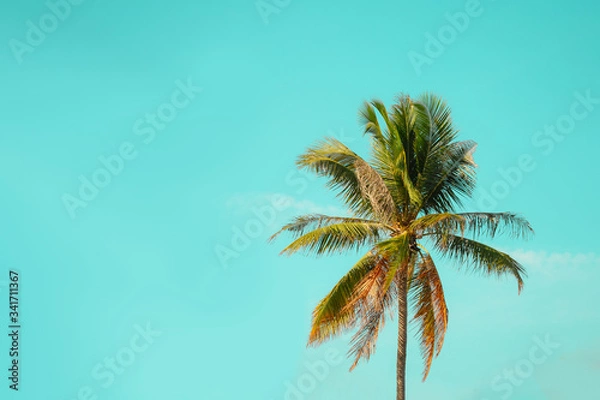 Fototapeta Palm tree on teal sky