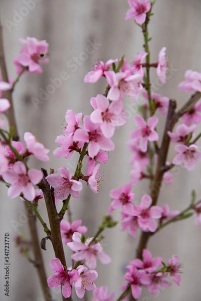 Obraz Blooming peach tree. Grey background