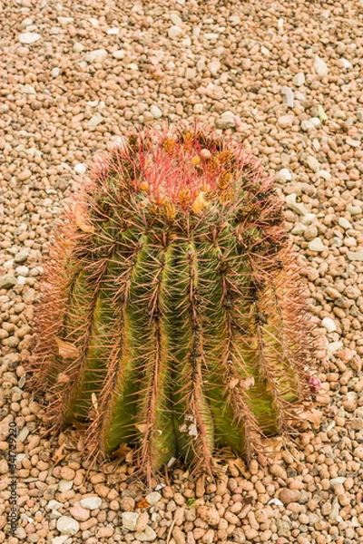 Fototapeta A large green cactus with a flower growing in the Park. A cactus with deep ribs and large sharp needles.