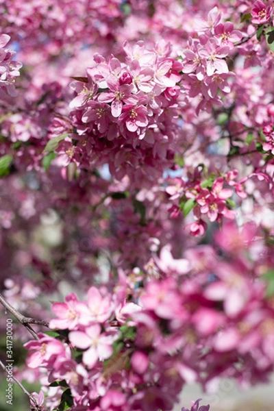 Fototapeta bloom of trees spring
