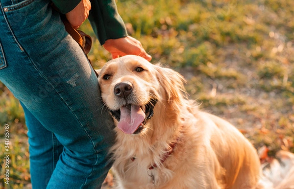 Fototapeta Closeup side view smilling portrait of Golden retriever dog in summer background. Smiling woman hugging her pet golden retriever dog with hand