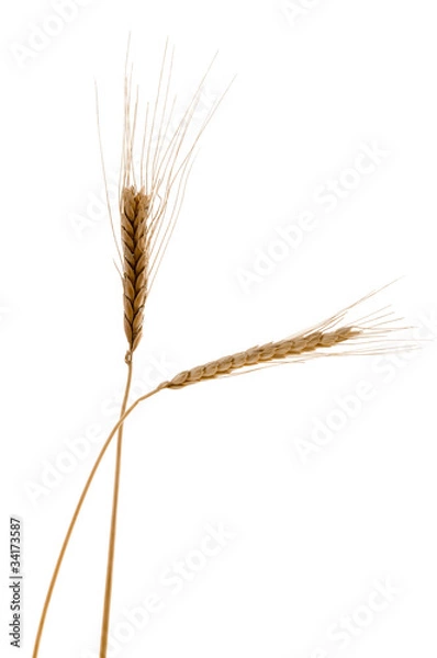 Obraz Emmer - Zweikorn